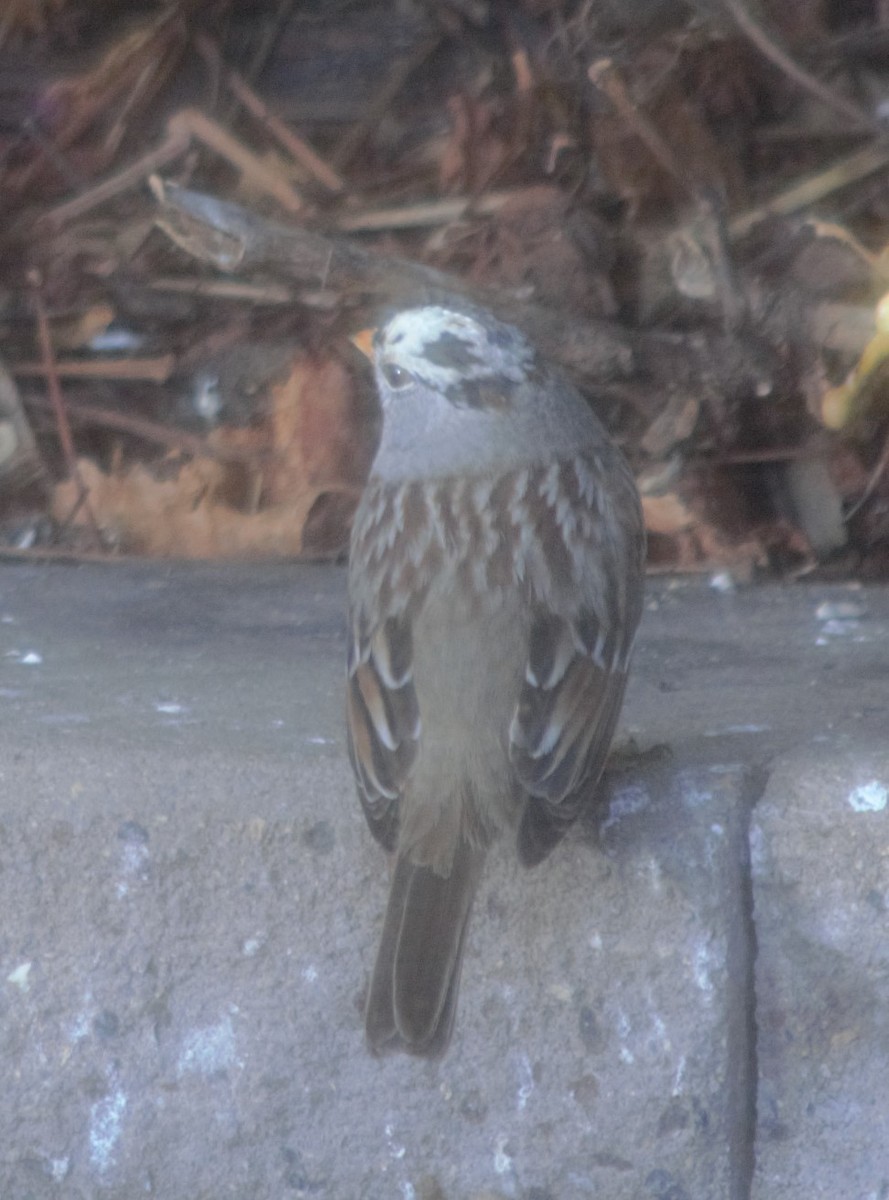 Bruant à couronne blanche - ML510026371