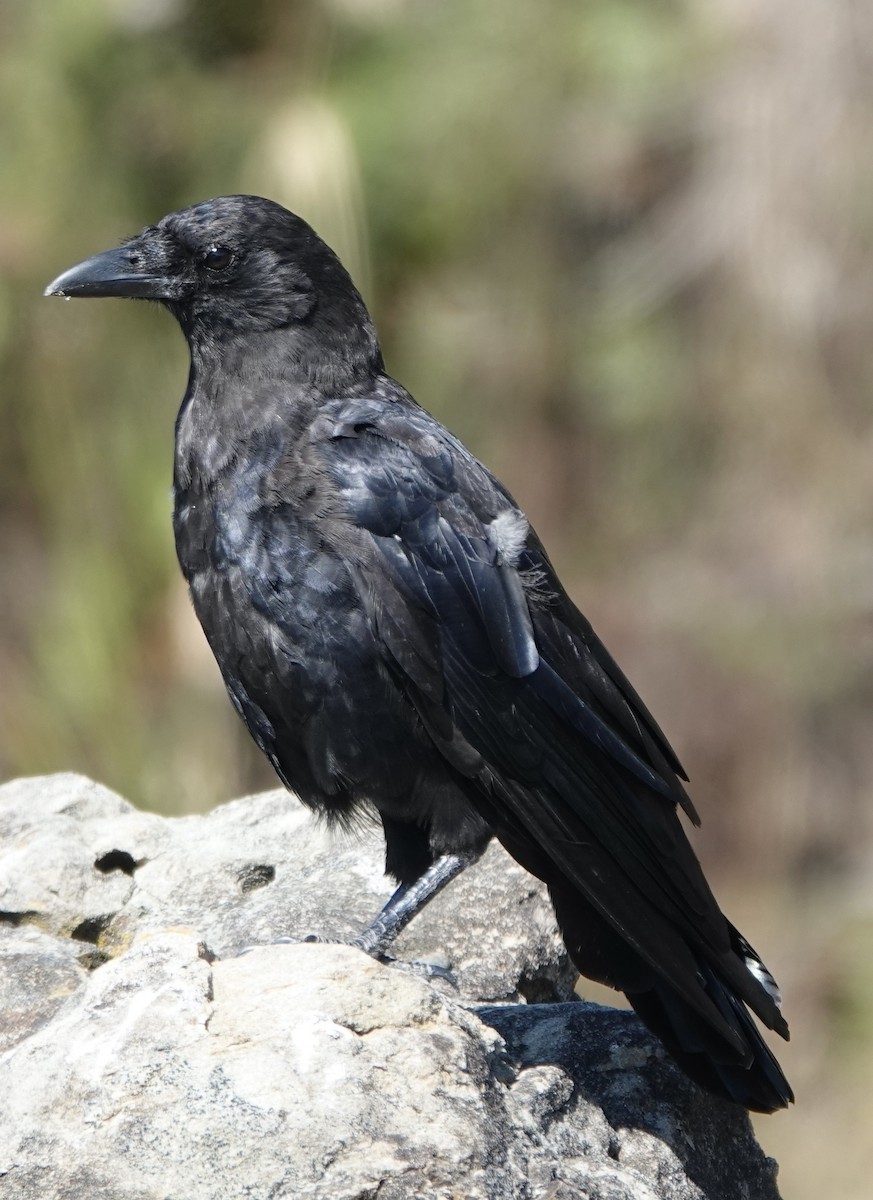 American Crow - ML510026391