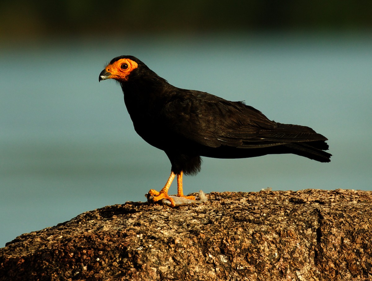 Black Caracara - ML510027251