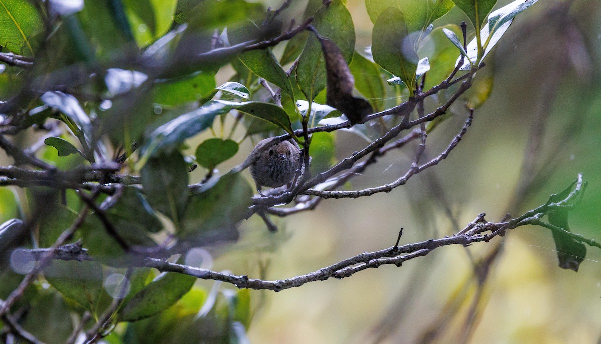 Brown Thornbill - ML510027541