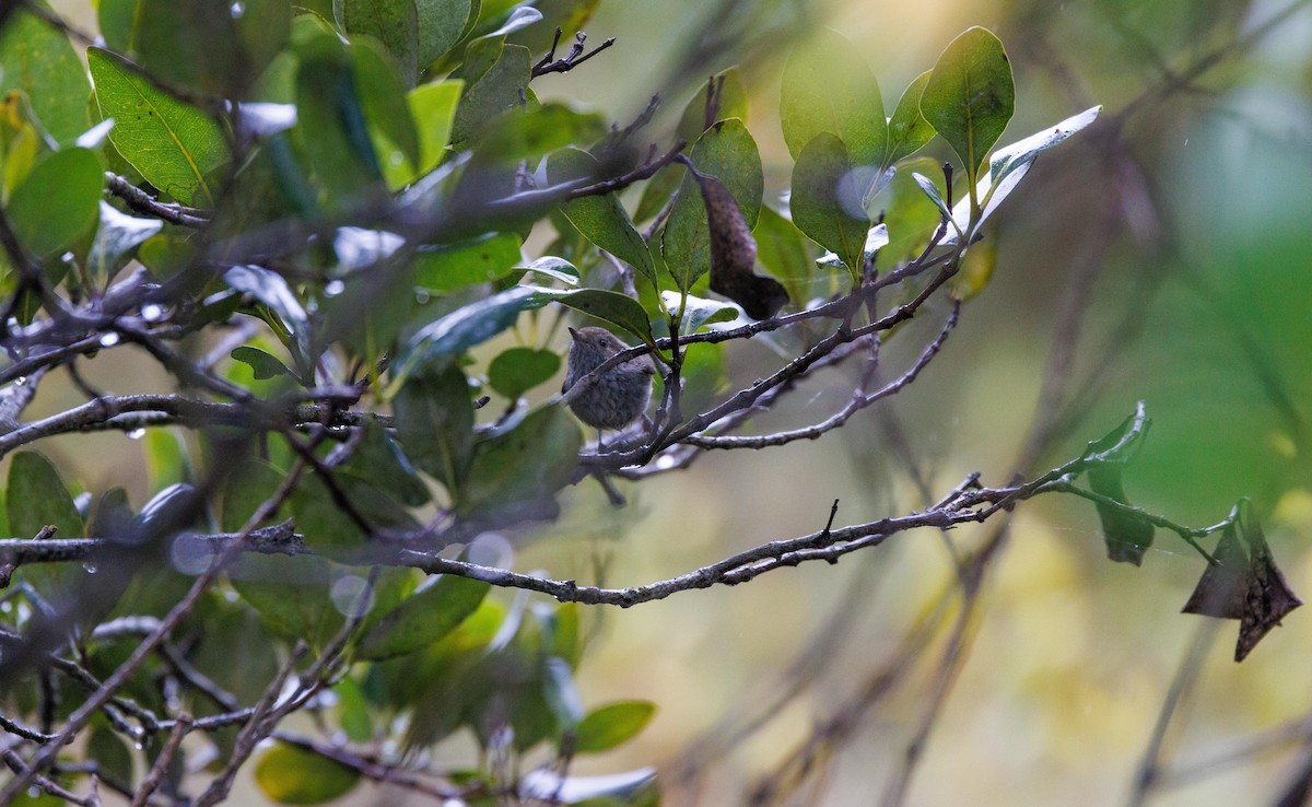 Brown Thornbill - Paul Rankin