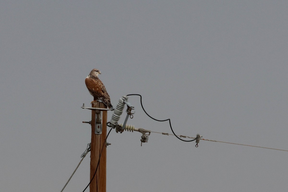 Ferruginous Hawk - ML510028751