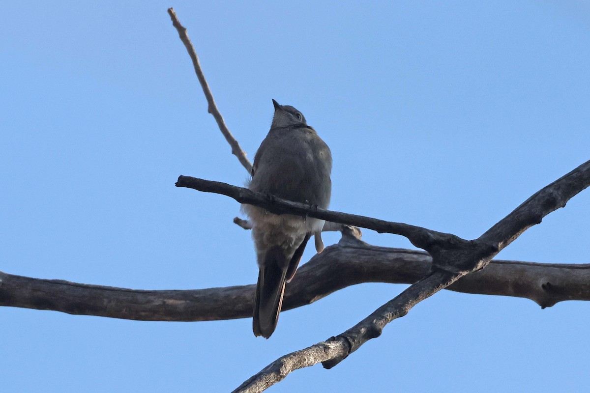 Townsend's Solitaire - Mark W. Lockwood