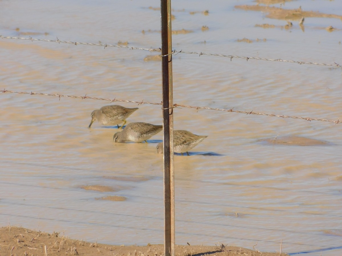 Long-billed Dowitcher - James Lee