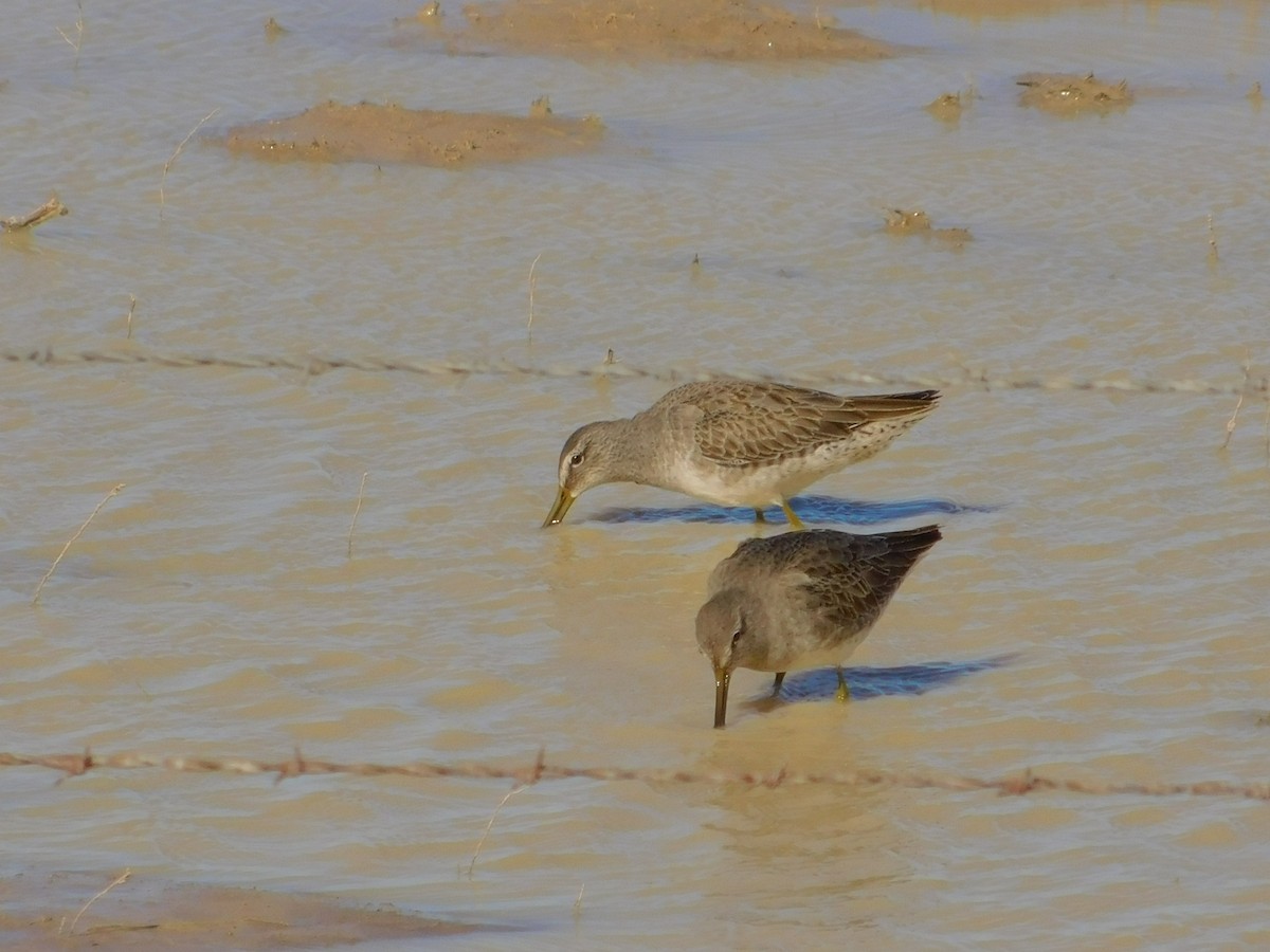 Long-billed Dowitcher - James Lee