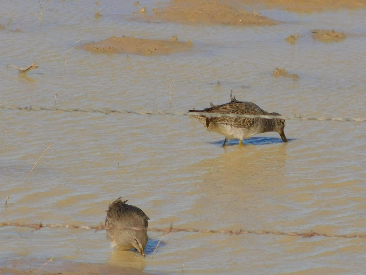 Long-billed Dowitcher - James Lee