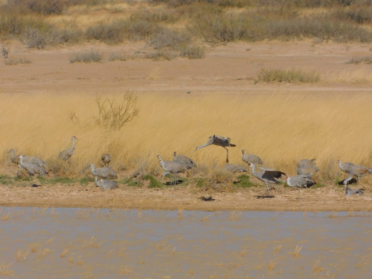 Sandhill Crane - ML510030511