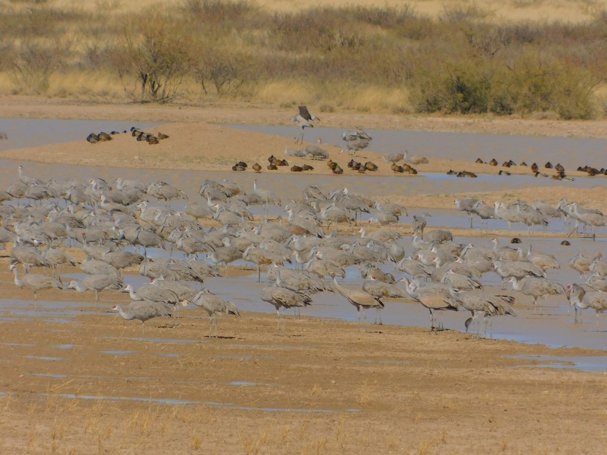 Sandhill Crane - ML510030531