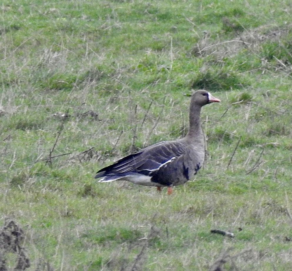 Greater White-fronted Goose - ML510031421