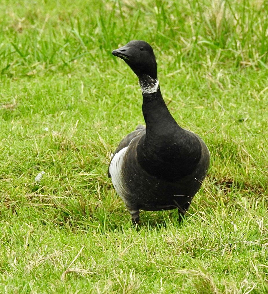 Brant - ML510031601