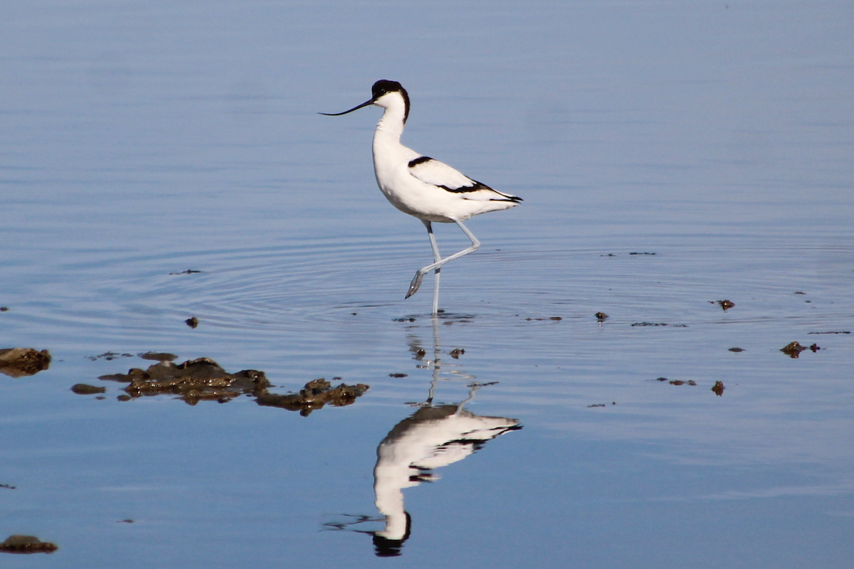Pied Avocet - ML510031811