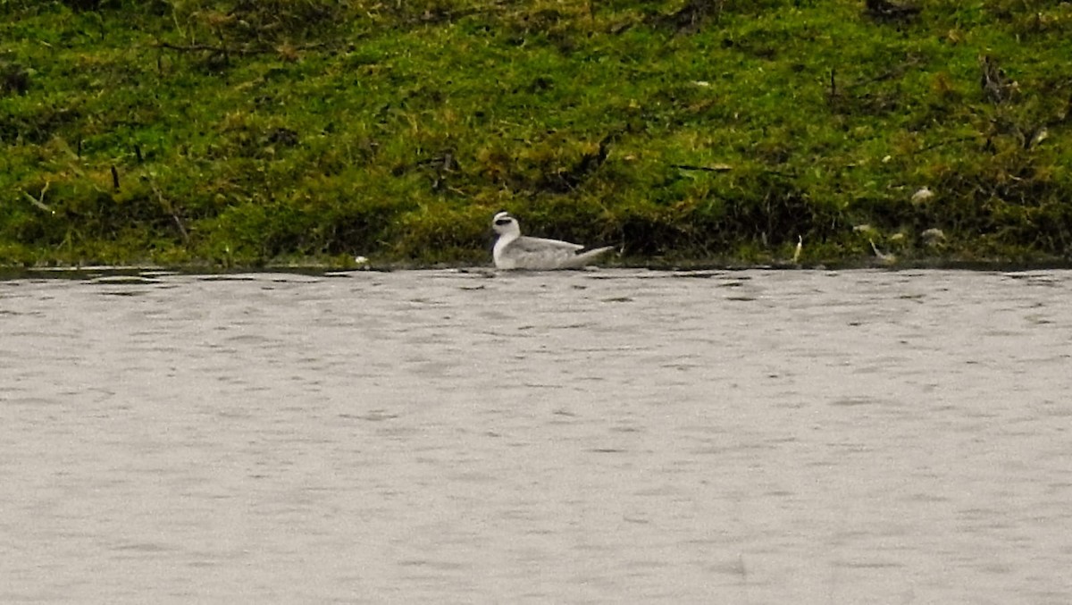 Red Phalarope - ML510031871