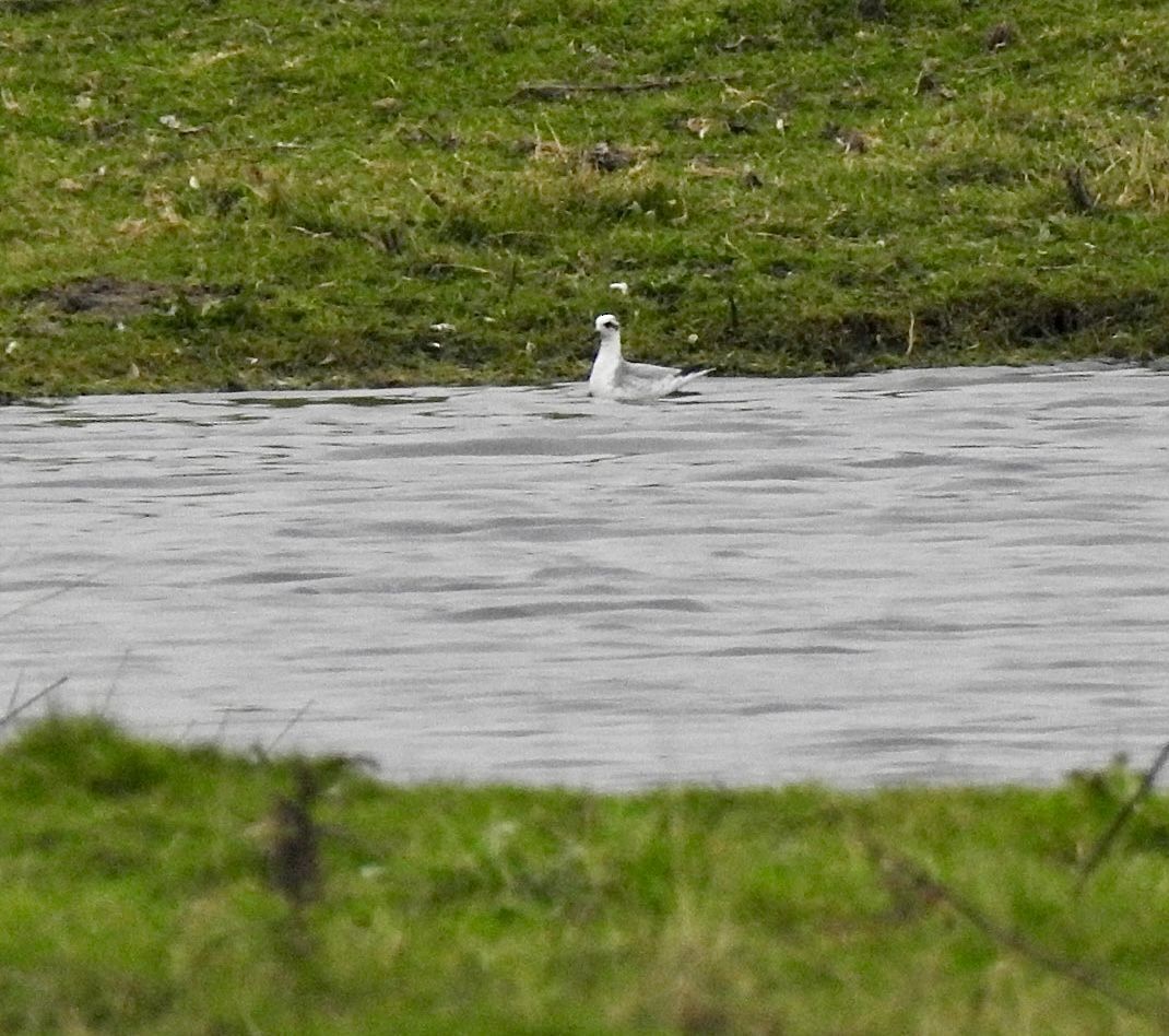 Red Phalarope - ML510031891