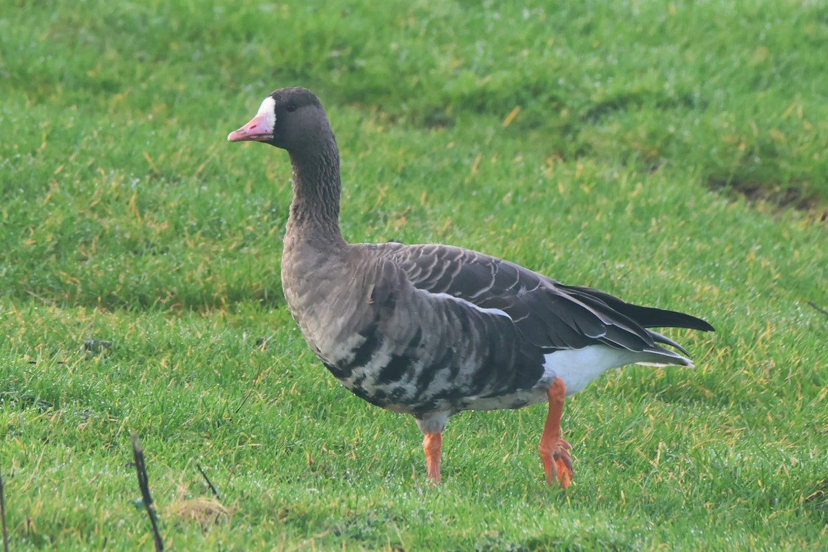 Greater White-fronted Goose - ML510032011