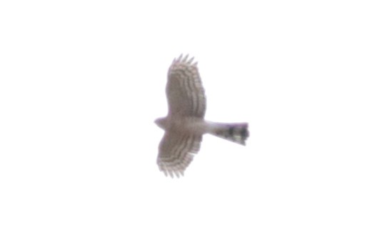 Sharp-shinned Hawk - ML510032871