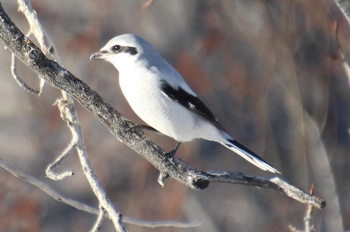 Northern Shrike - ML510033331