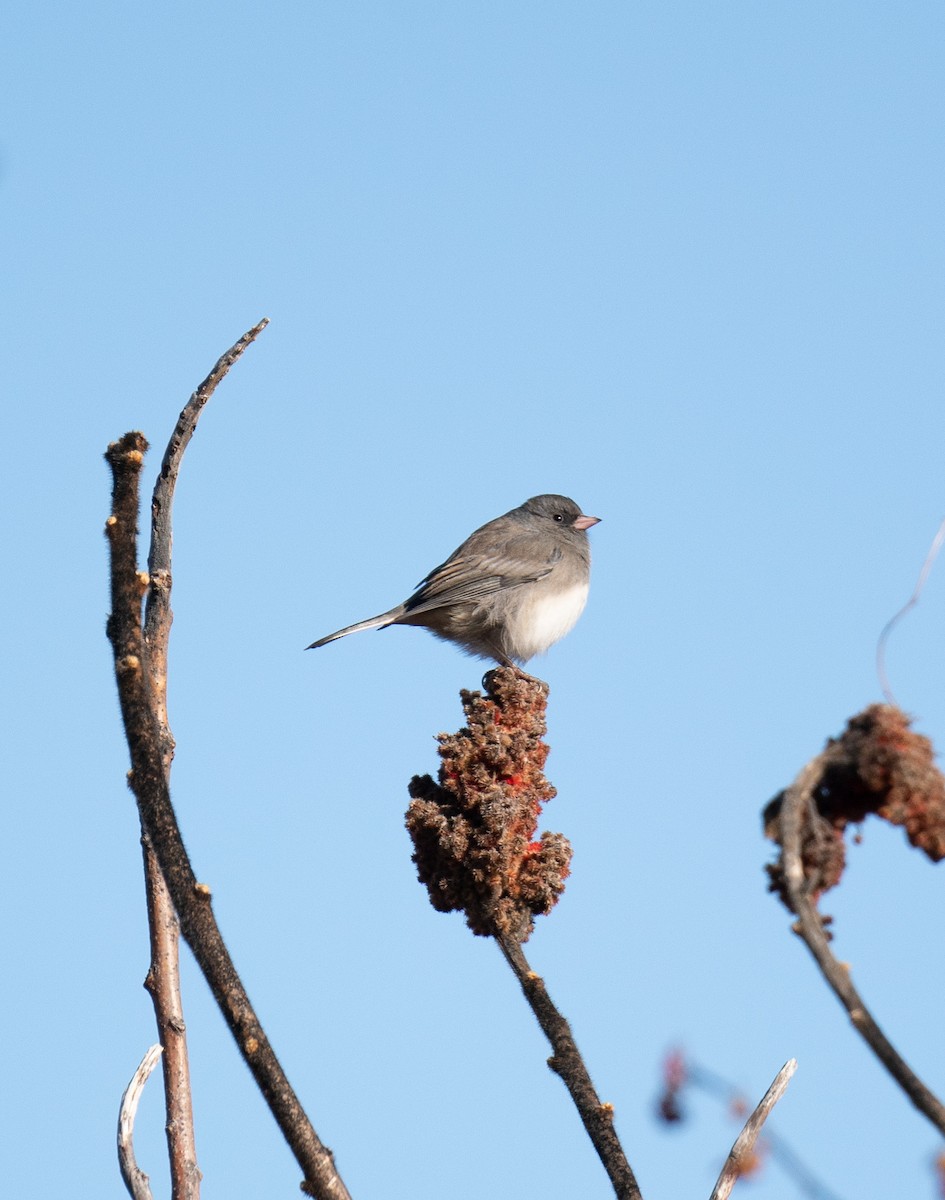 Dark-eyed Junco - ML510033411