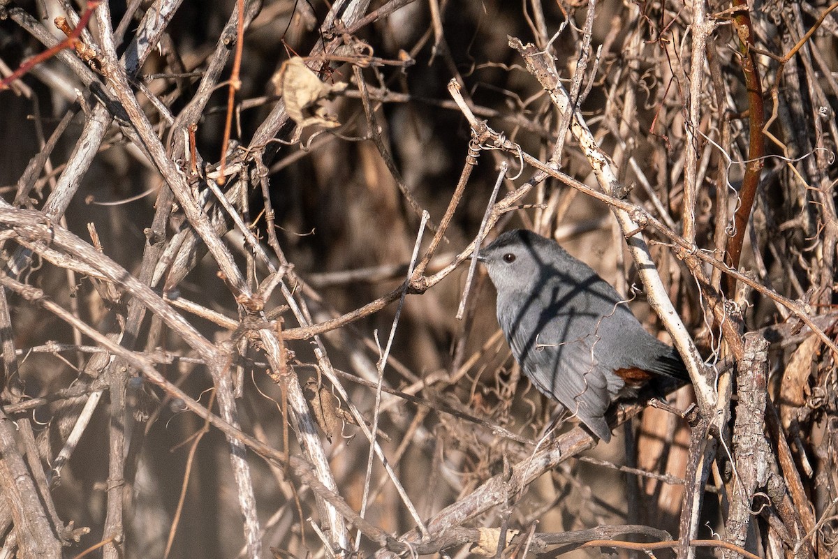 Gray Catbird - ML510033451