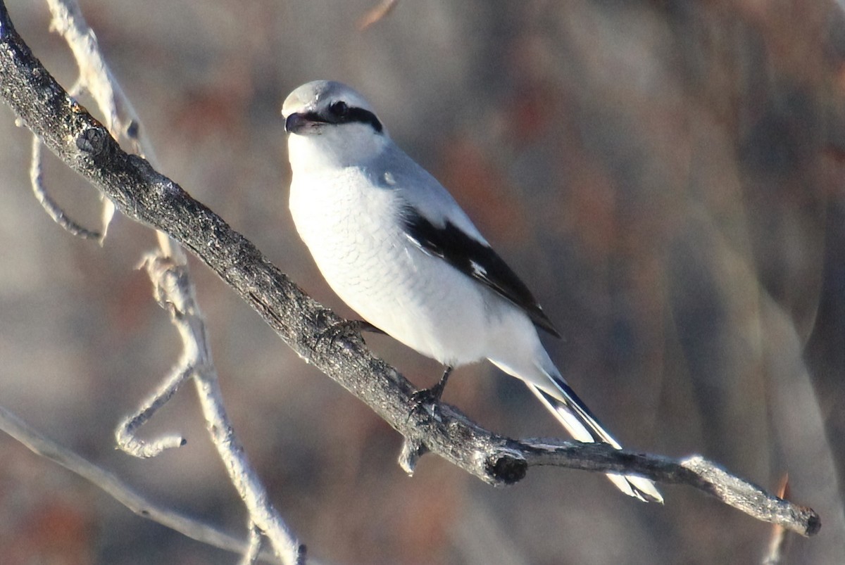 Northern Shrike - ML510033471