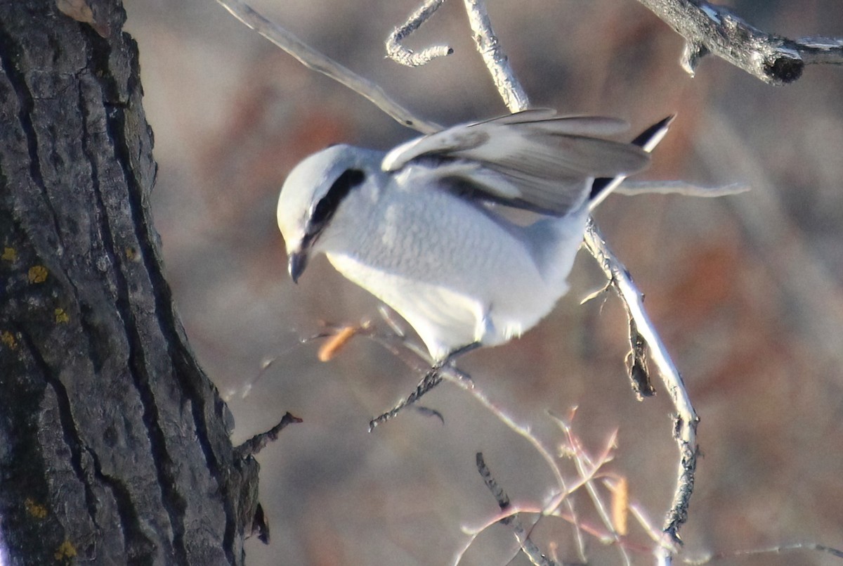 Northern Shrike - ML510033781