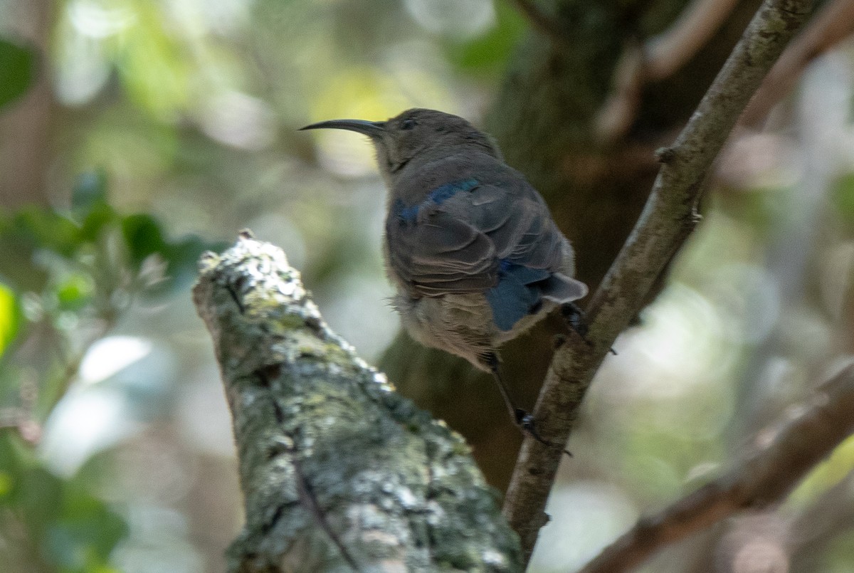 Southern Double-collared Sunbird - ML510035901