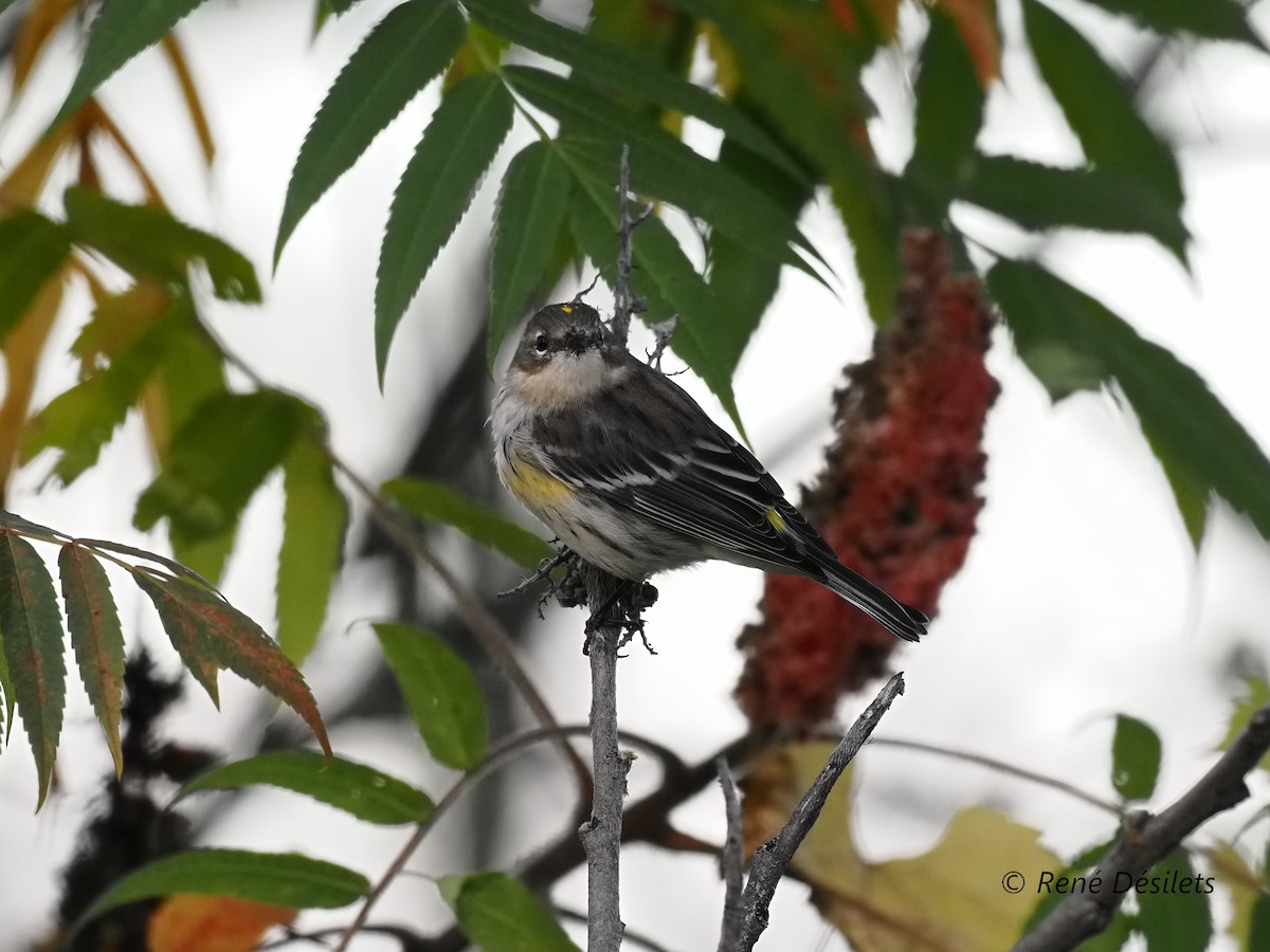 Yellow-rumped Warbler - ML510035941