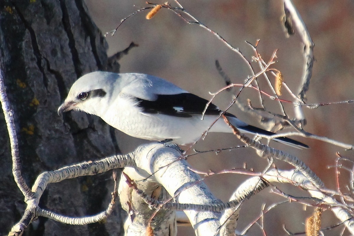 Northern Shrike - ML510037881
