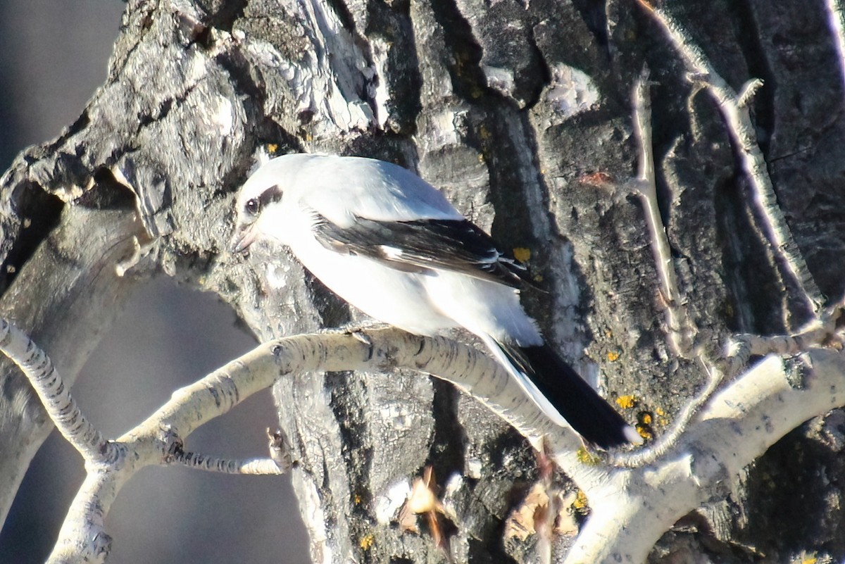 Northern Shrike - ML510038201