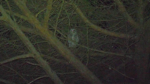 Tawny Owl - ML510039561