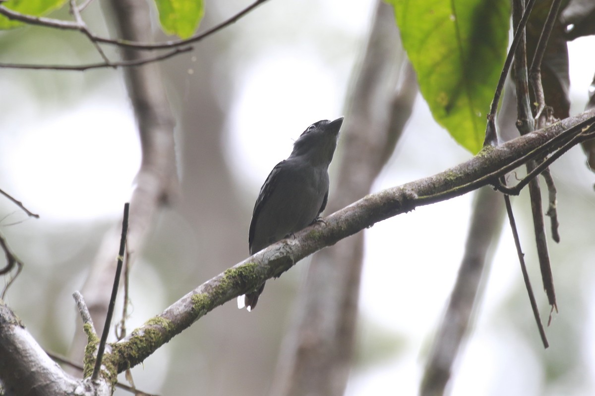 White-winged Becard - Lyle Hamilton