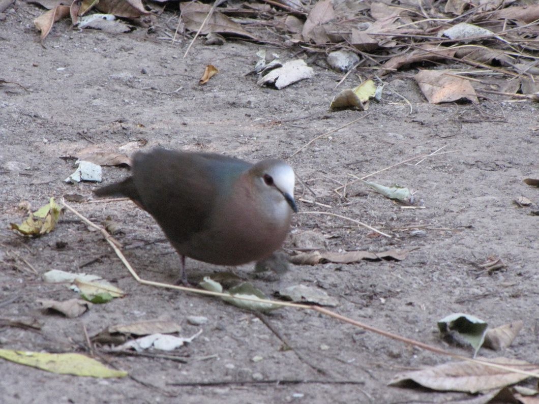 Red-eyed Dove - ML510040821