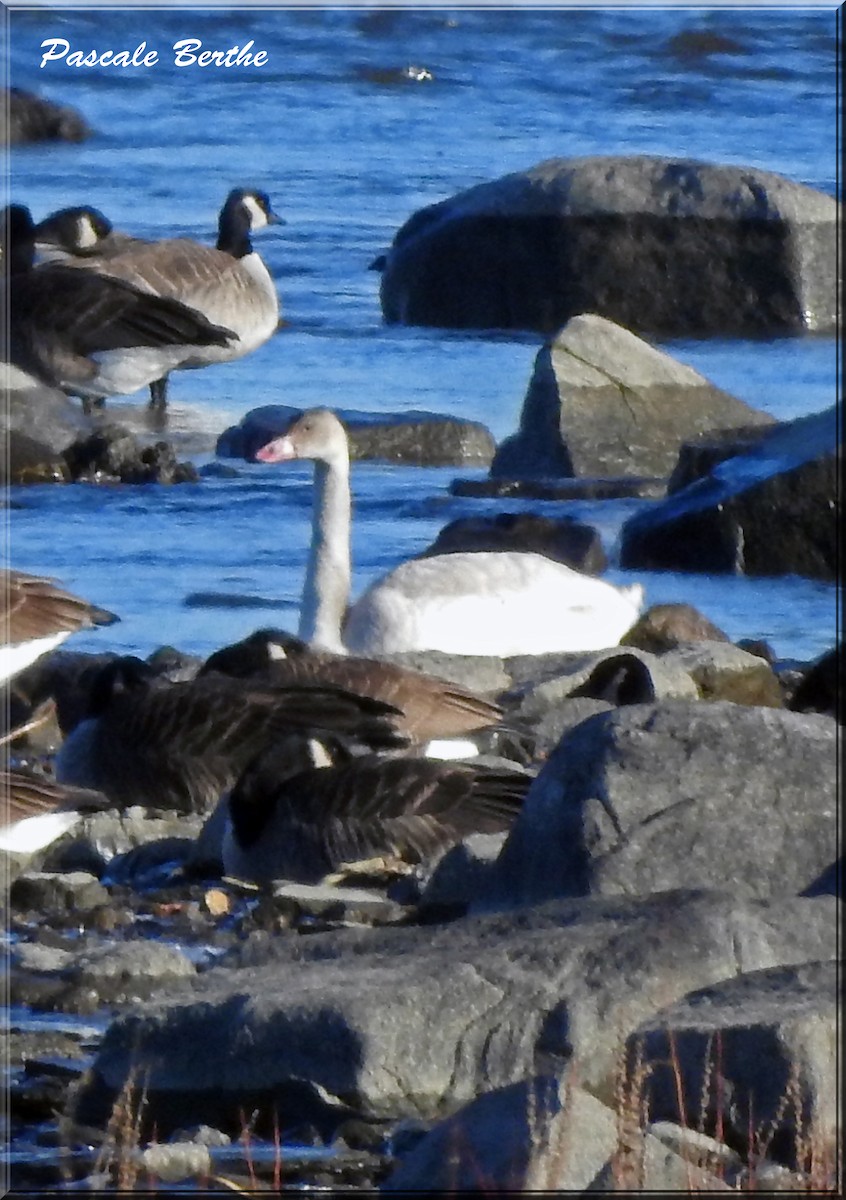 Tundra Swan - Pascale Berthe