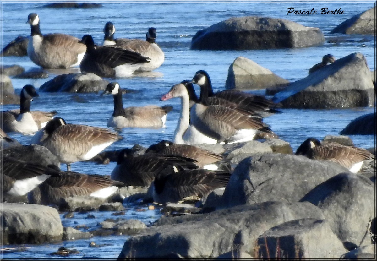 Cygne siffleur - ML510041081