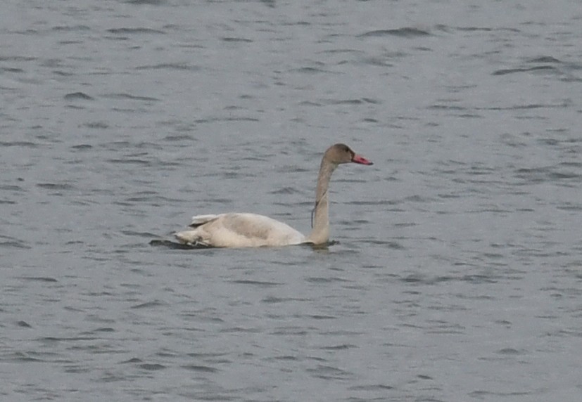 Tundra Swan - ML510041381