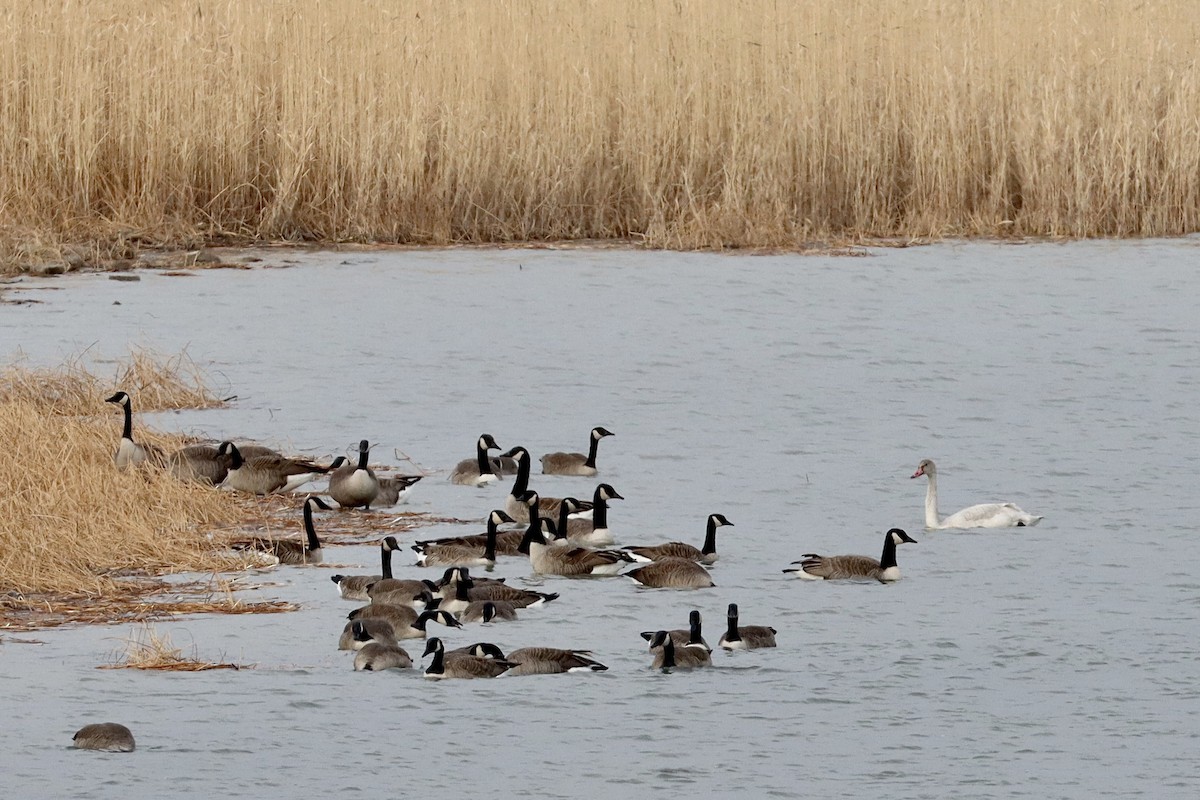 Tundra Swan (Whistling) - Justin Della Mora Duquette