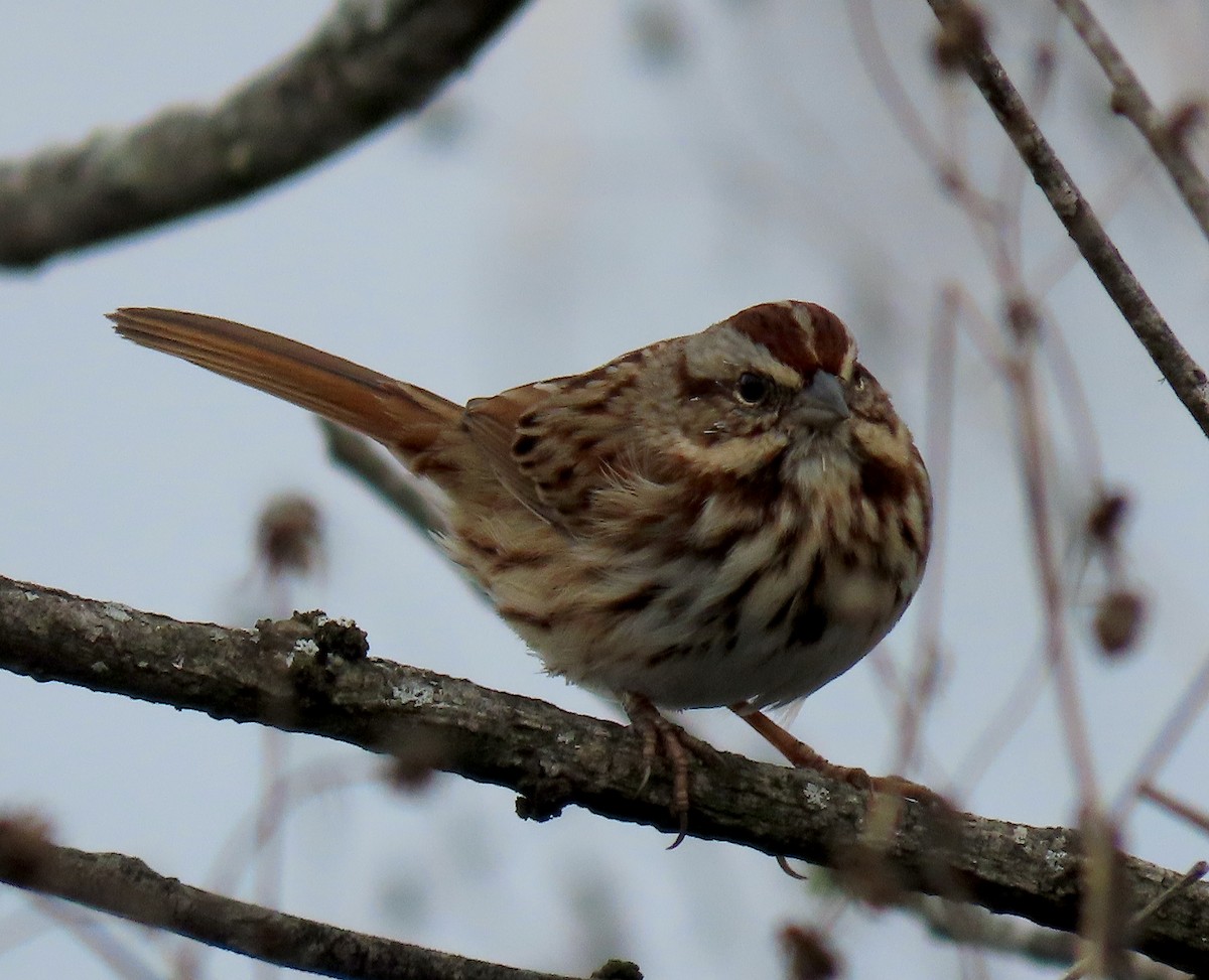 Song Sparrow - ML510043611