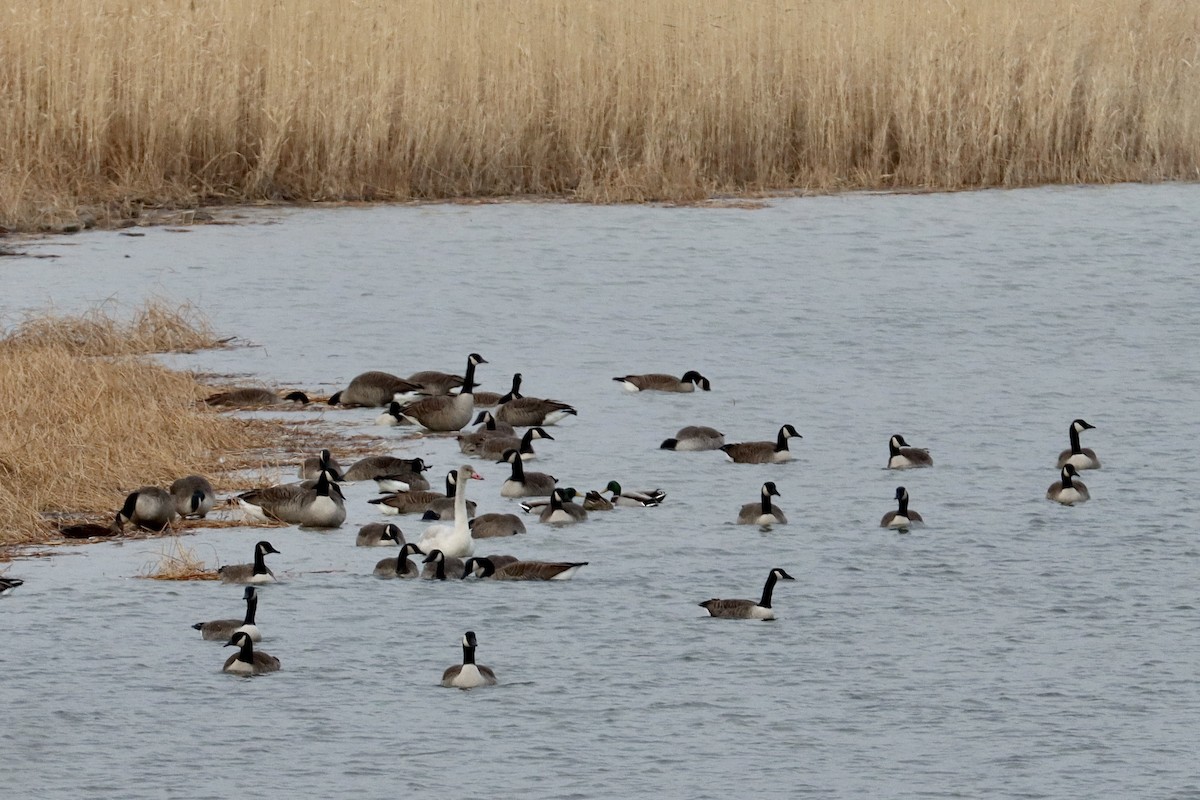 Tundra Swan (Whistling) - Justin Della Mora Duquette