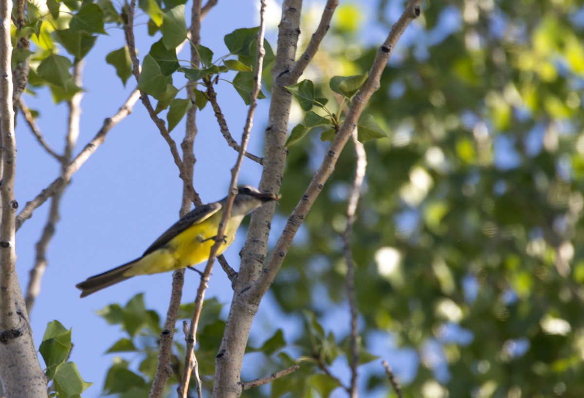 Tropical Kingbird - Williams Daniel Nuñez