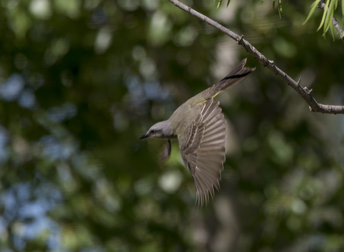 Tropical Kingbird - Williams Daniel Nuñez