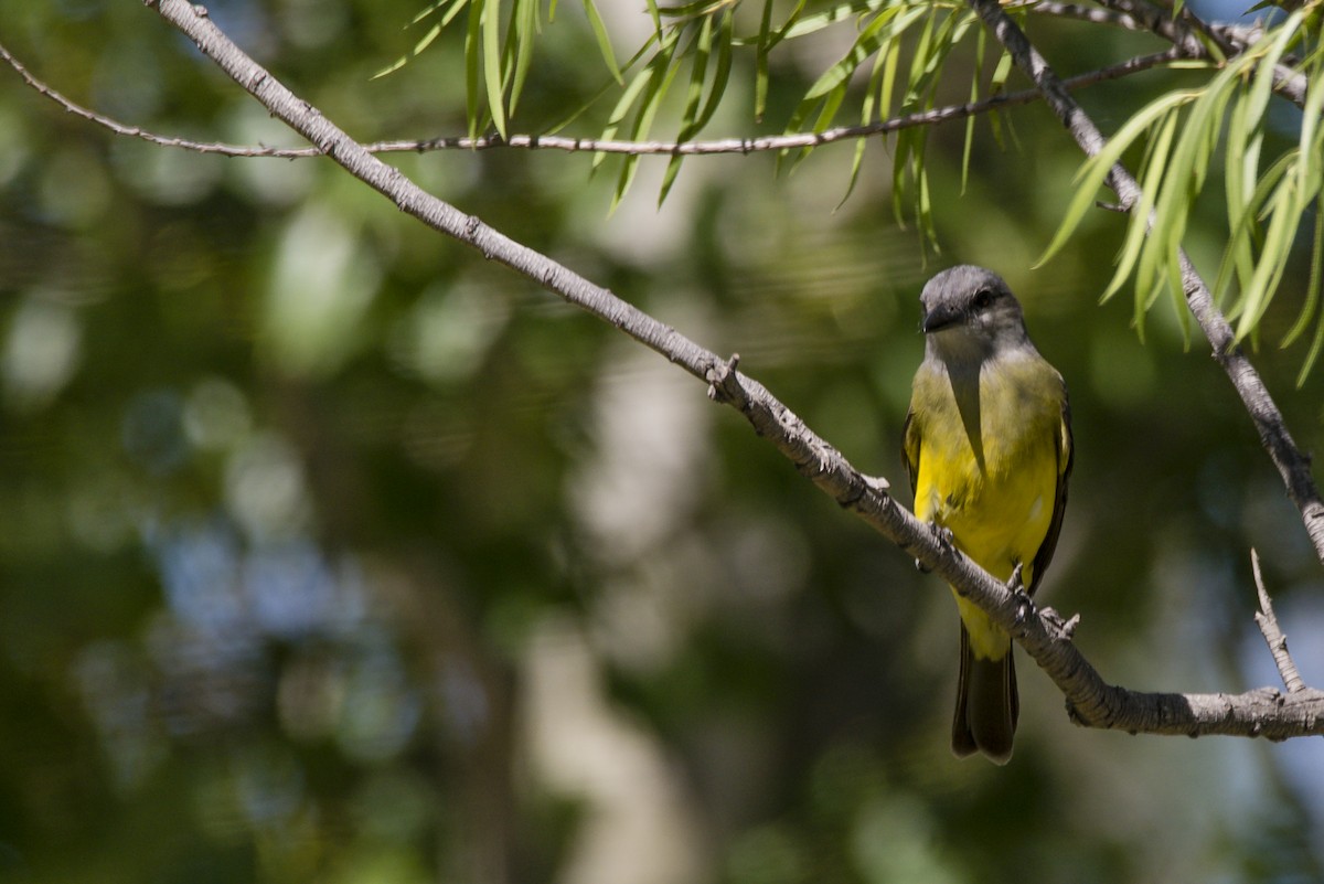 Tropical Kingbird - ML510045131