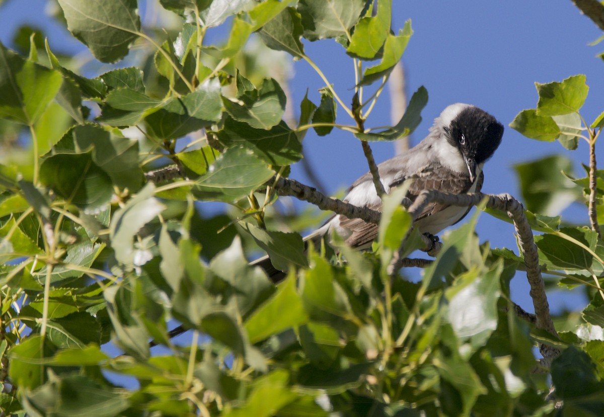 Gabelschwanz-Königstyrann - ML510045301