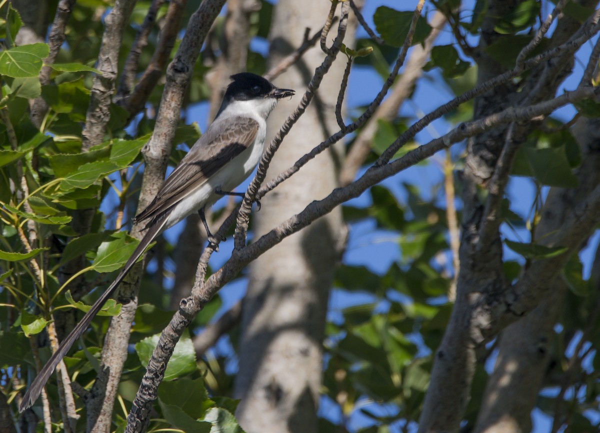 Gabelschwanz-Königstyrann - ML510045311