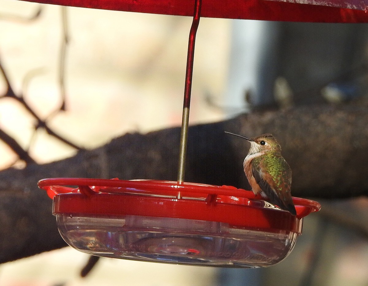 Rufous Hummingbird - ML510046081