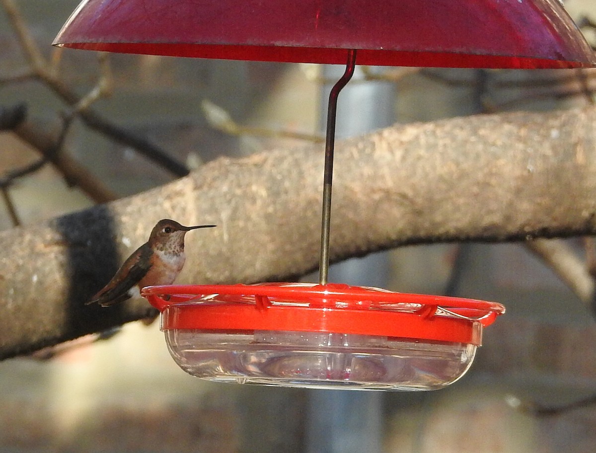 Rufous Hummingbird - ML510046091