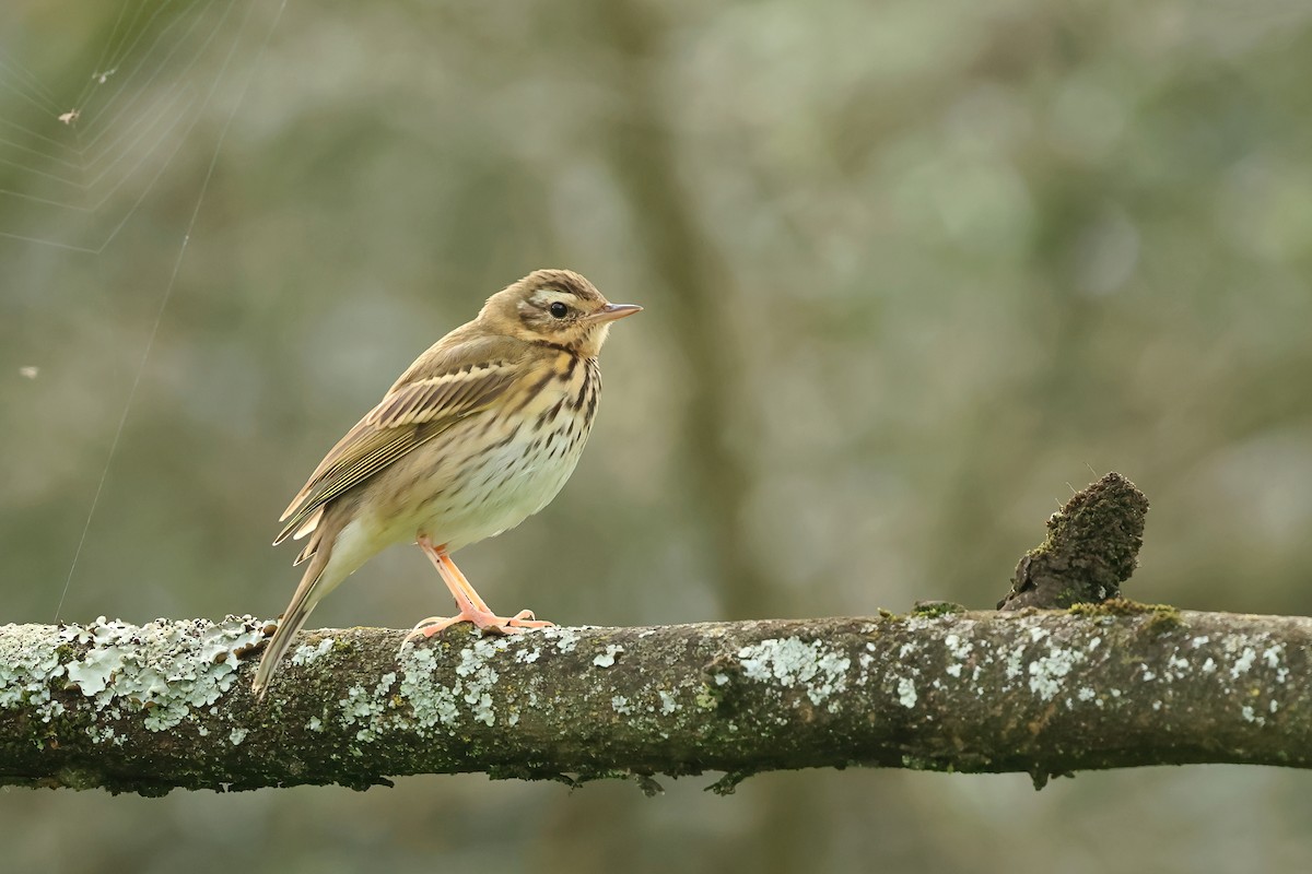 Olive-backed Pipit - Tiago Guerreiro