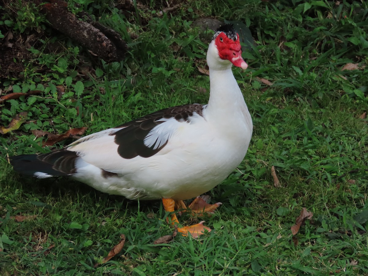 Muscovy Duck (Domestic type) - ML510048501