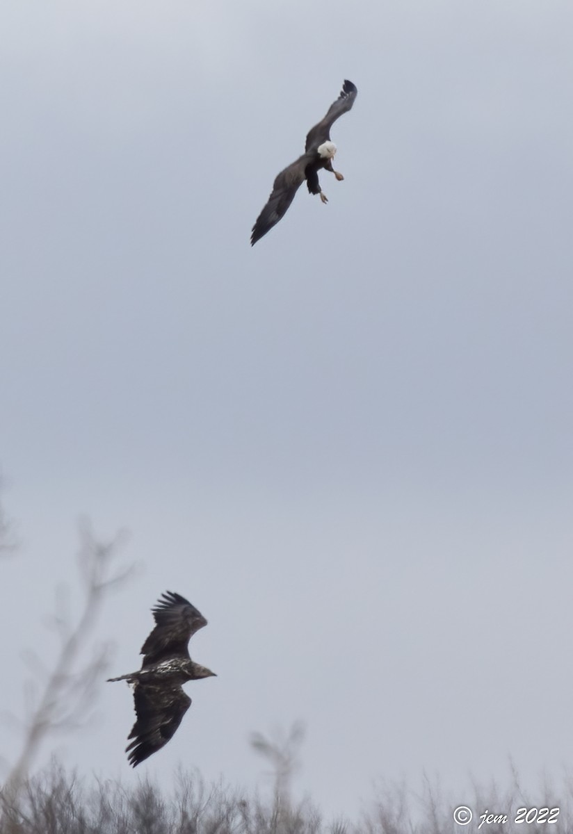 Bald Eagle - ML510048841