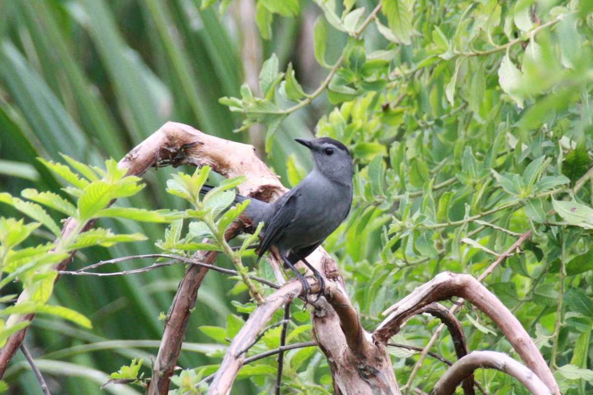 Gray Catbird - ML510050111