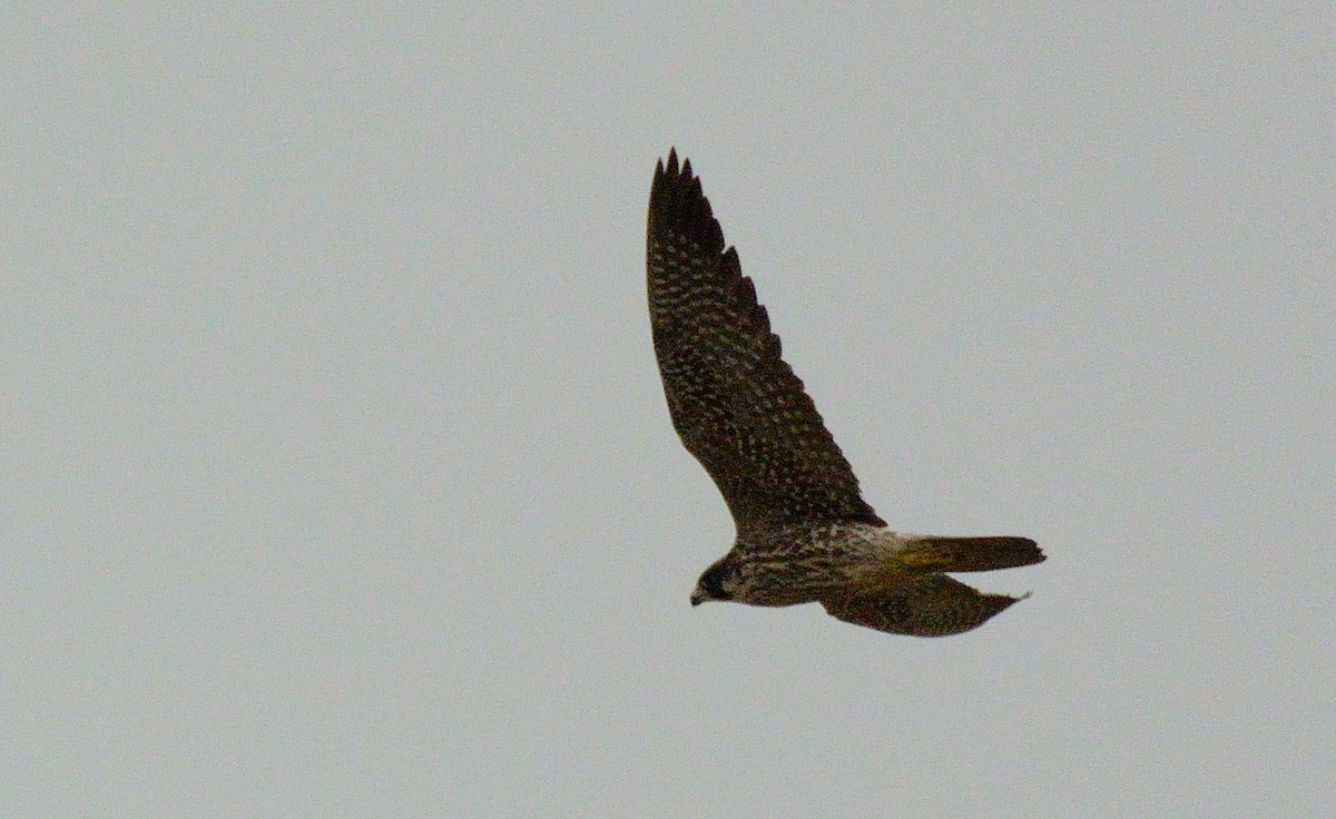 Peregrine Falcon - ML51005161