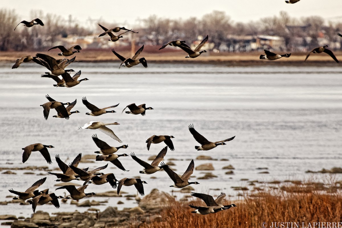 Tundra Swan - ML510052501